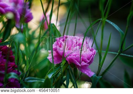 Peony Flower Paeonia Suffruticosa, Tree Peony, Mudan Flower Just Before Blossoming