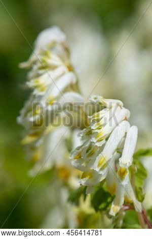 Macro Shot Of Pale Corydalis (pseudofumaria Alba) Flowers In Bloom