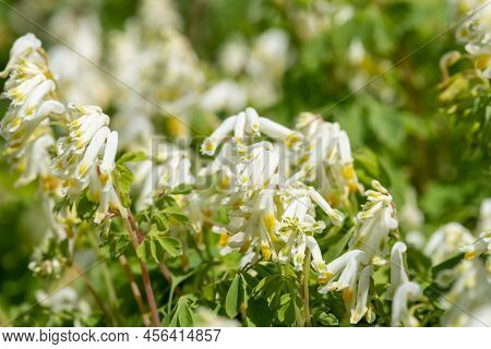 Close Up Of Pale Corydalis (pseudofumaria Alba) Flowers In Bloom