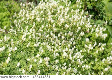 Close Up Of Pale Corydalis (pseudofumaria Alba) Flowers In Bloom