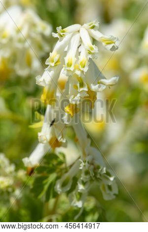 Pale Corydalis (pseudofumaria Alba) Flowers