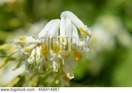 Macro Shot Of Pale Corydalis (pseudofumaria Alba) Flowers In Bloom