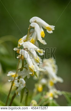 Pale Corydalis (pseudofumaria Alba) Flowers