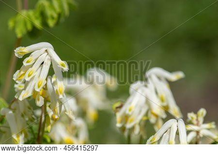 Pale Corydalis (pseudofumaria Alba) Flowers