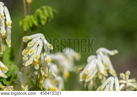 Pale Corydalis (pseudofumaria Alba) Flowers