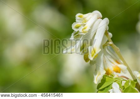 Macro Shot Of Pale Corydalis (pseudofumaria Alba) Flowers In Bloom