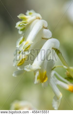 Pale Corydalis (pseudofumaria Alba) Flowers