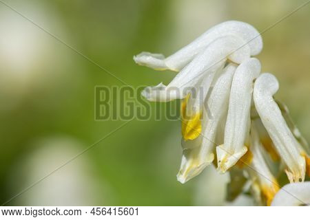 Macro Shot Of Pale Corydalis (pseudofumaria Alba) Flowers In Bloom