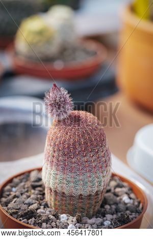 Pink Cactus, Echinocereus Rigidissimus In A Pot. Close Up