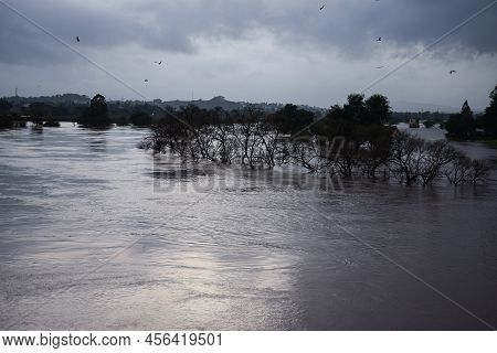 Stock Photo Of Panchganga River Flood After Heavy Rain, Trees Submerged Under Flood Water.picture Ca