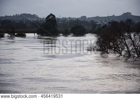 Stock Photo Of Panchganga River Flood After Heavy Rain, Trees Submerged Under Flood Water.picture Ca