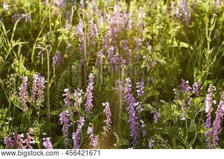 Purple Flowers In Green Grass. Beautiful Wild Flowers In A Forest Glade Close-up In The Sunset Sunli