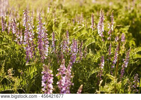 Floral Natural Background. Lilac Wildflowers In A Beautiful Sunset Light Close-up. Forest Flower Mea
