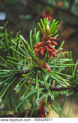 Young Branch Of A Pine Tree With Red Pinecone Close-up. Green Spruce With A Drops Of Water After Rai