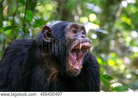 An Adult Chimpanzee, Pan Troglodytes, Bares His Teeth Whilst Communicating With The Rest Of The Comm