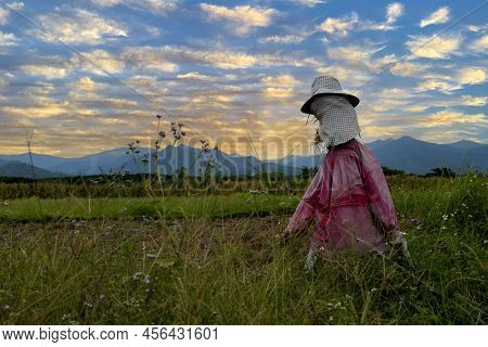 Scarecrow Strawman In The Rice Field In Asia