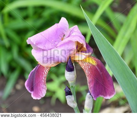 Flower Purple Bearded Iris Or Iris Germanica (latin Iris Germanica) After Rain