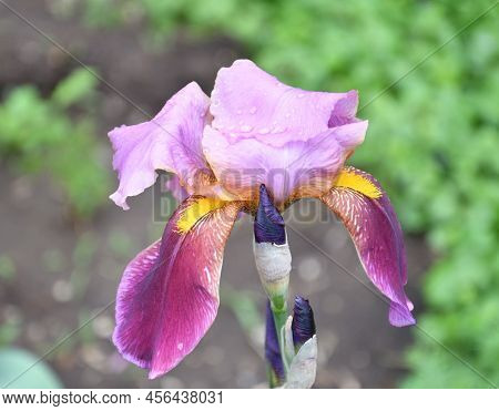 Flower Purple Bearded Iris Or Iris Germanica (latin Iris Germanica) After Rain