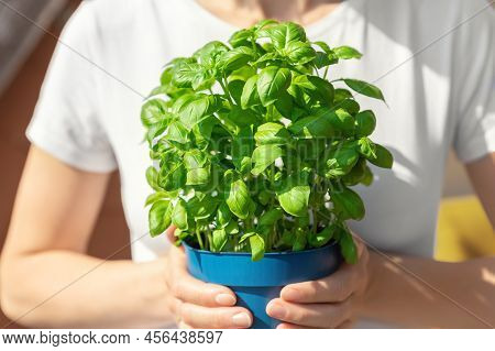 Close-up Woman Hand Holding Pot With Green Fresh Aromatic Basil Grass Growing On Apartment Condo Bal