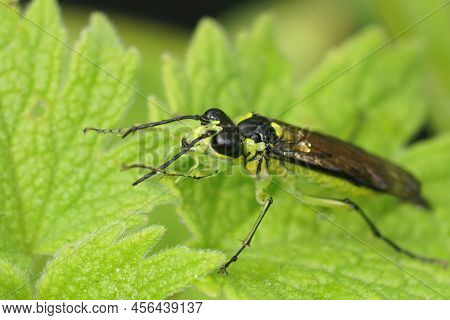 Closeup On A Colorful Green Sawfly,tenthredo Mesomela On A Green Geranium Leaf In The Garden