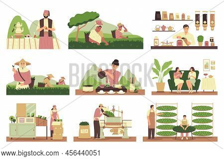 Tea Production Flat Icons Set With Harvesting Sorting And Brewing Process Isolated Vector Illustrati