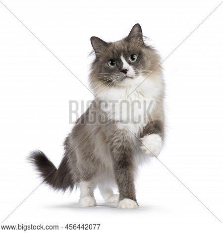 Beautiful Adult Mink Ragdoll Cat, Standing Facing Camera. Looking Straight In Lense With Mesmerising