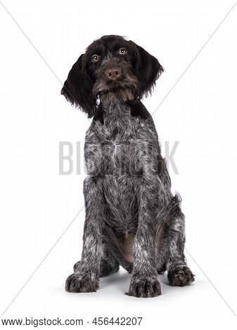 Young Brown And White German Wirehaired Pointer Dog Pup, Sitting Up Facing Front. Looking Straight T