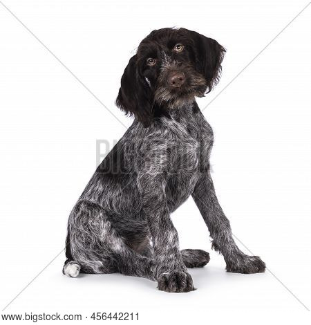 Young Brown And White German Wirehaired Pointer Dog Pup, Sitting Up Side Ways. Looking Straight To C