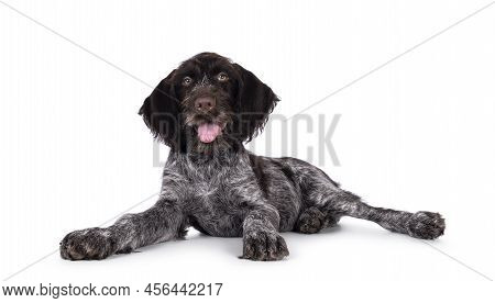 Young Brown And White German Wirehaired Pointer Dog Pup, Laying Down Side Ways. Looking Straight To 