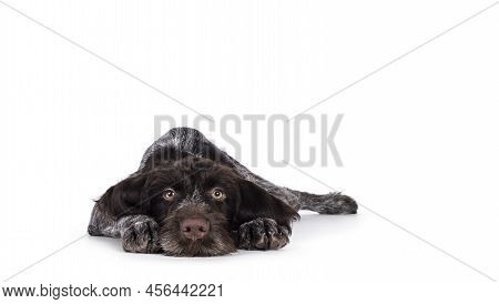 Young Brown And White German Wirehaired Pointer Dog Pup, Laying Head Down Facing Camera.  Looking St