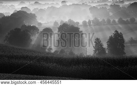 Shot Early In The Morning During An Beautiful Sunrise. The Photo Shows Cornfield An Trees That Are I