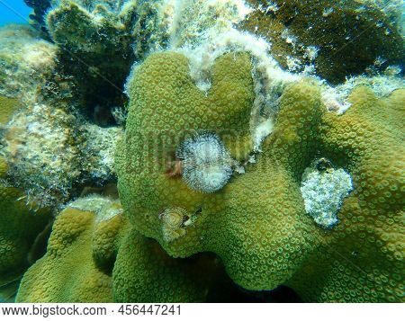 Polychaete Christmas Tree Worm Or Spiral-gilled Tubeworm (spirobranchus Giganteus) And Mountainous S