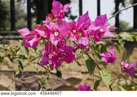 Beautiful Dark Pink Bright Bouganvillea Flowers Bunch Tree . Also Known As Paperflowers Blooming In 