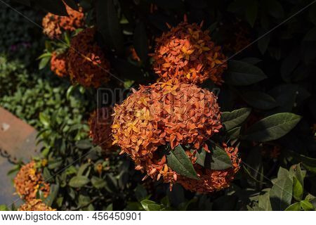 Beautiful Freshh Bunch Cluster Of Orange Colored Or Peach Color Small Size Ixora Flowers With Lush G