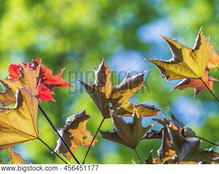 Tree Branch With Dark Red Leaves, Acer Platanoides, The Norway Maple Crimson King. Red Maple Acutifo