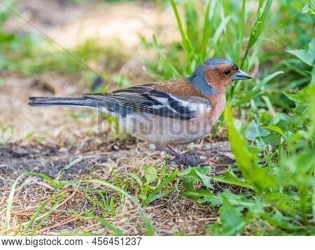The Common Chaffinch, Fringilla Coelebs, Sits On The Ground In Spring. Beautiful Forest Bird Common 