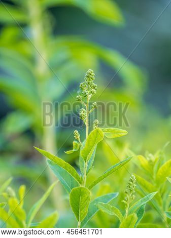 Young Plants With Green Fresh Shoots Of Spiraea Salicifolia, Or Bridewort, Willowleaf Meadowsweet