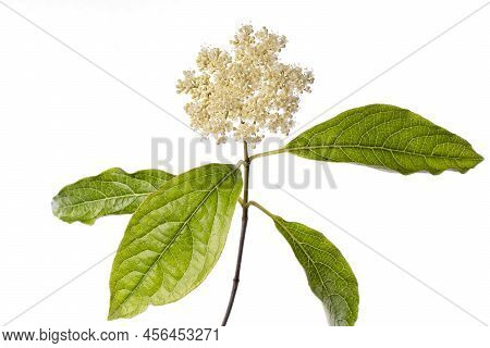 Macro Detail Of The Branch Of A Viburnum Plicatum With Flower Isolated On White Background
