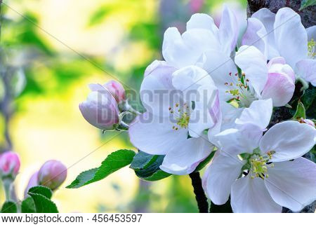 Columnar Apple Tree In Bloom. Apple Tree Flowers. Apple Blossom. Flowers In Spring Time