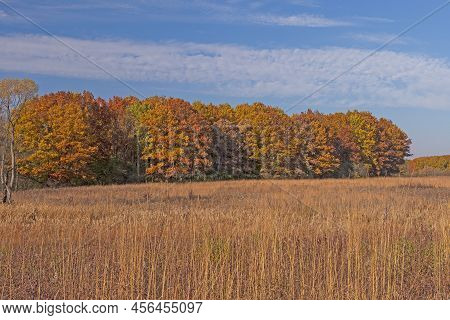 Colorful Trees Beyond A Tallgrass Prairie In Autumn In The Crabtree Nature Preserve In Illinois