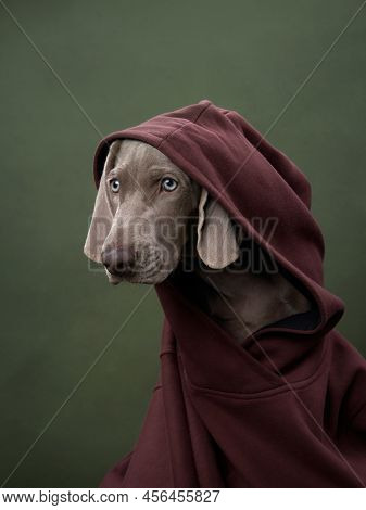 Weimaraner Puppy In A Hooded Sweatshirt On A Green Canvas Background. Funny Dog In The Studio