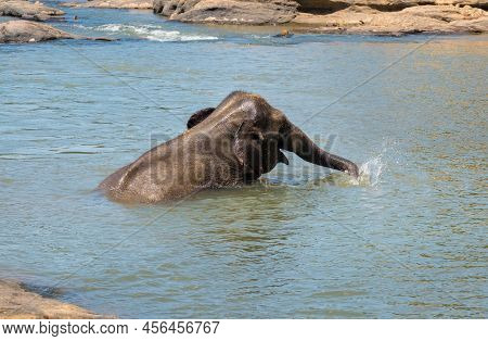 Young Elephant Calf Bathing In A River Water, Taking A Water In Trunk And Watering Itself. Sri Lanka