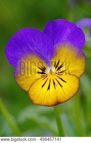 Closeup On A Bright , Colorful Purple And Orange Colored Johny Jump-up Flower, Viola Tricolor In The