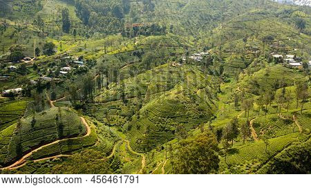 Tea Plantations And Agricultural Land In A Mountainous Province. Tea Estate Landscape. Maskeliya, Sr
