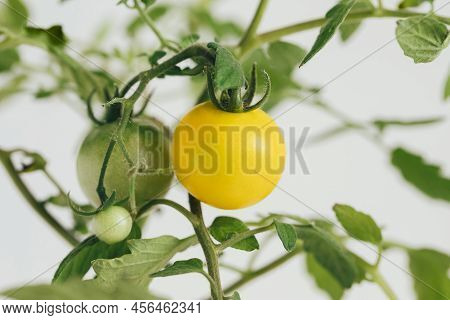 Yellow And Green Cherry Tomatoes On A Branch Closeup. Tomatoes Growing On A Bush On White Background