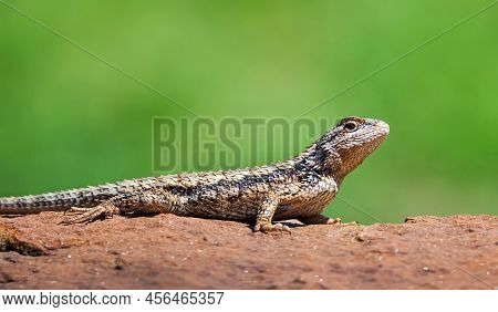 Texas Spiny Lizard (sceloporus Olivaceus) Basking On A Rock In The Garden. Natural Green Background 