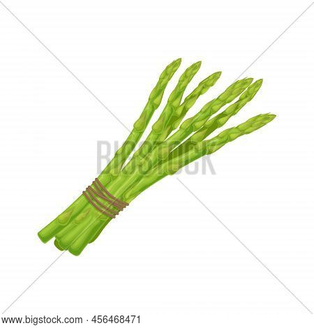 Asparagus. Image Of Asparagus Twigs. Fresh Vitamin Vegetables. Vegetarian Organic Product. Fresh Asp
