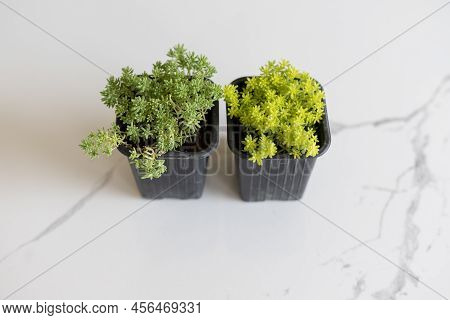 Gold Moss Sedum. Golden Carpet Stonecrop. Plants With Beautiful Leaves.
