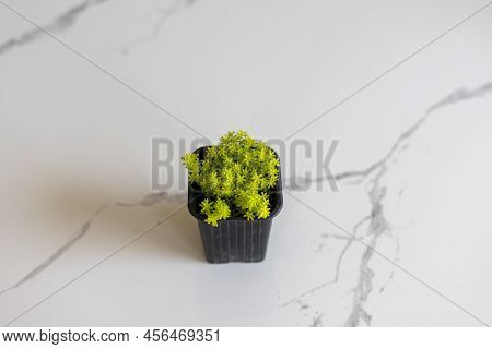 Sedum Acre Aureum Golden Stonecrop Closeup View