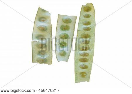 Close Up Shot Of Seed Pods Of A Albizia Lebbeck Isolated On White Background.